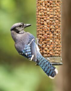 bird at tube feeder