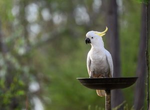 stop aggressive birds at bird feeders