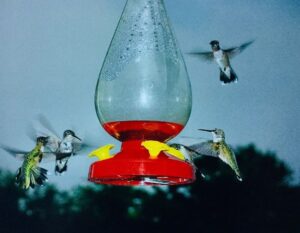 hummingbird feeder