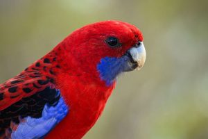 colourful rosella parrot