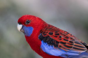 crimson rosella