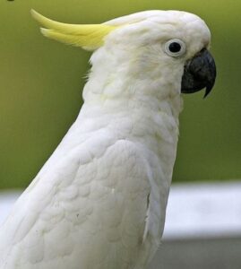 young cockatoo